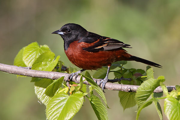 Orchard Oriole © Russ Chantler